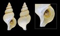 Mollusca (molluscs)
