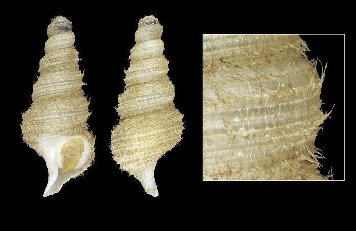 Turrisipho voeringi Bouchet & Warén, 1985 - Iceland NE, 20.2 mm