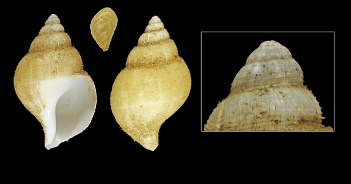 Turrisipho moebii (Dunker &amp; Metzger, 1875) - Iceland E, 35.4 mm