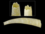 Scaphopoda