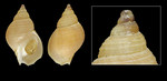 Buccinum kjennerudae Bouchet & Warén, 1985 - Iceland SE, 25.5 mm