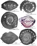 Butterliniana cubensis (Palmer, 1934)