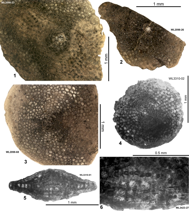 Planorbitoinella ecuadorensis (Hofker, 1956) Planorbitoinella ecuadorensis (Hofker, 1956)