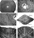 Orbitoina trinitatis (Douvillé, 1924)