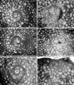 Hanovolepidina browni Mitchell, 2023, author: Consorti, Lorenzo