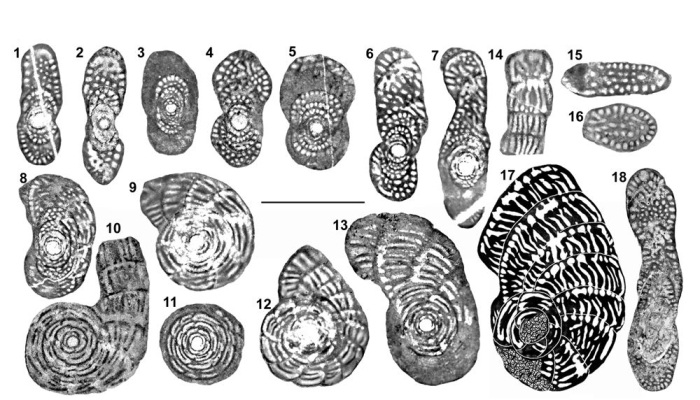 Murciella cuvillieri Fourcade, 1966