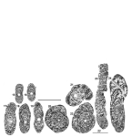 Sigalveolina methonensis (Fleury, 1979)