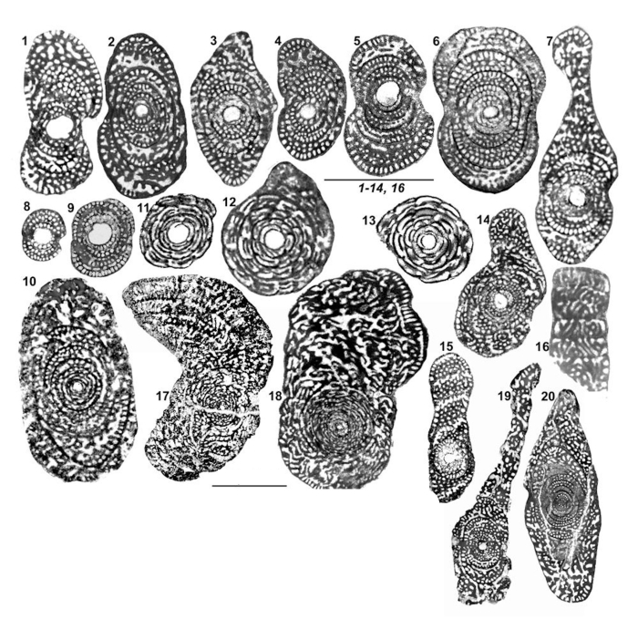 Sigalveolina ovoidea (Fleury, 1979) Sigalveolina ovoidea (Fleury, 1979)