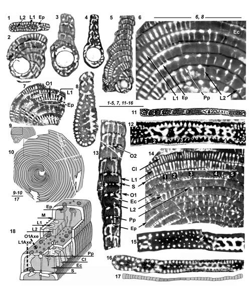 Cyclopseudedomia smouti Fleury, 1974 Cyclopseudedomia smouti Fleury, 1974