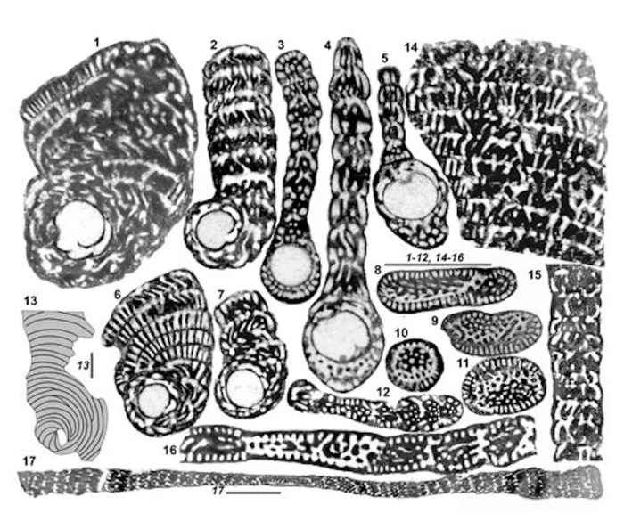 Cyclopseudedomia klokovaensis (Fleury, 1979) Cyclopseudedomia klokovaensis (Fleury, 1979)