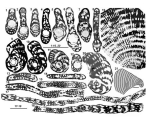 Cyclopseudedomia hellenica Fleury, 1979