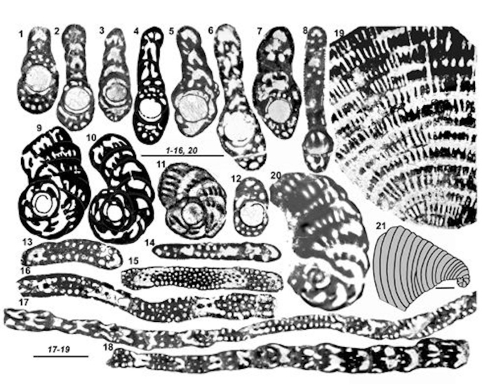 Cyclopseudedomia hellenica Fleury, 1979 Cyclopseudedomia hellenica Fleury, 1979