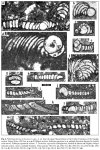 Flabelloperforata tarburensis Schlagintweit & Rashidi, 2017