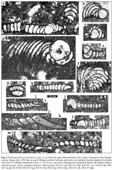 Flabelloperforata tarburensis Schlagintweit & Rashidi, 2017 Flabelloperforata tarburensis Schlagintweit & Rashidi, 2017