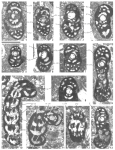 Cuvillierinella pylosensis Vicedo & Caus, 2011, author: Consorti, Lorenzo