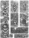 Rhapydionina fleuryi Vicedo & Caus, 2011