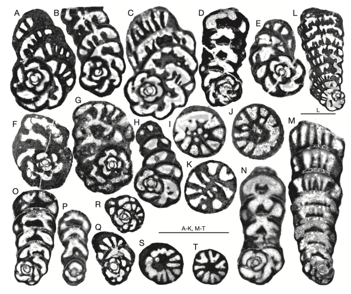 Rhapydionina dercourti Fleury, 2014 Rhapydionina dercourti Fleury, 2014
