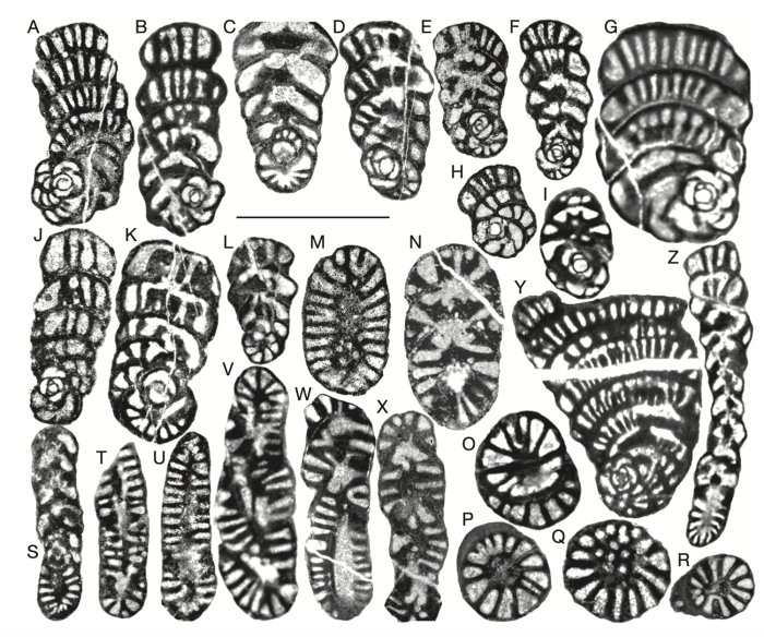 Rhapydionina fourcadei Fleury, 2014