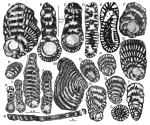 Fanrhapydionina flabelliformis Fleury, 2014