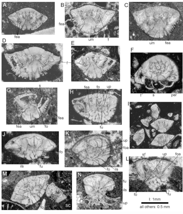 Elazigina dienii (Hottinger, 2014) Elazigina dienii (Hottinger, 2014)