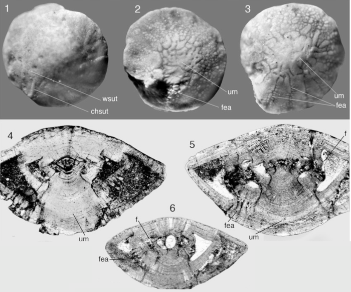 Elazigina lenticula (Hottinger, 2014) Elazigina lenticula (Hottinger, 2014)