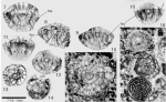 Elazigina subsphaerica (Sirel, 1972)