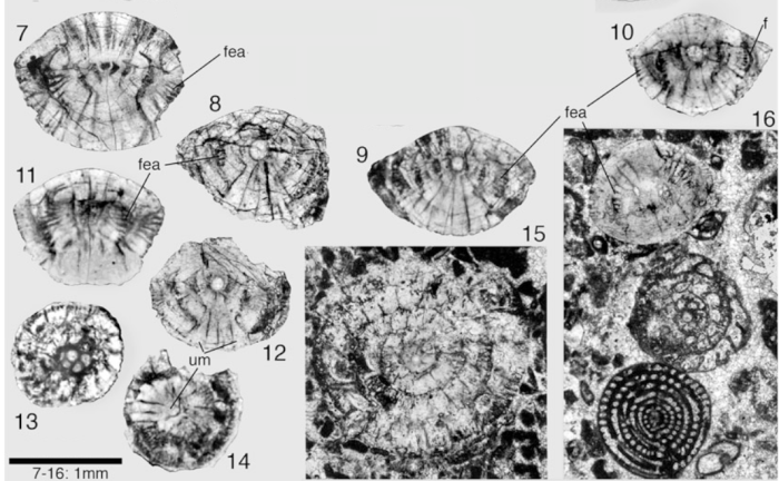 Elazigina subsphaerica (Sirel, 1972) Elazigina subsphaerica (Sirel, 1972)