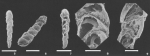 Alectinella elongata (Millett, 1900)