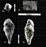 Ezzatina egyptiaca Abd El-Azeam, 2012