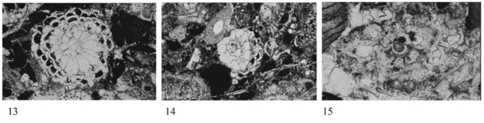Mindoroella mindoroensis Matsumaru, 2017 Mindoroella mindoroensis Matsumaru, 2017
