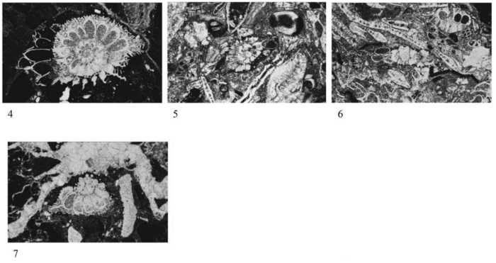 Eopellatispira mindoroensis Matsumaru, 2017 Eopellatispira mindoroensis Matsumaru, 2017