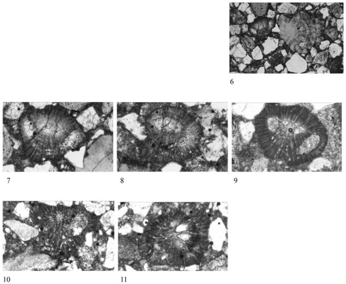 Quasibaculogypsinoides primitiva Matsumaru, 2017 Quasibaculogypsinoides primitiva Matsumaru, 2017