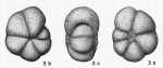 Anomalina pompilioides Galloway & Heminway, 1941