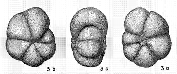 Anomalina pompilioides Galloway & Heminway, 1941