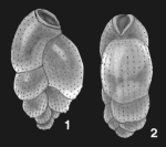 Cheilochanus minutus Loeblich & Tappan, 1994