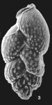 Cheilochanus minutus Loeblich & Tappan, 1994