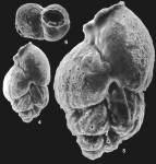 Cheilochanus minutus Loeblich & Tappan, 1994
