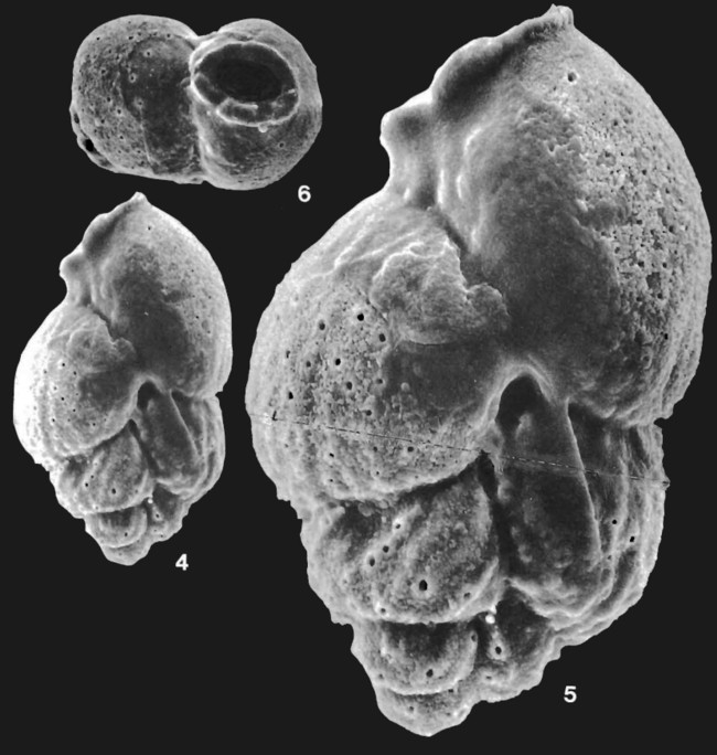 Cheilochanus minutus Loeblich & Tappan, 1994