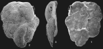 Orbiculoris tubulorictus Loeblich & Tappan, 1994