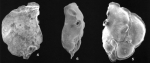 Orbiculoris tubulorictus Loeblich & Tappan, 1994