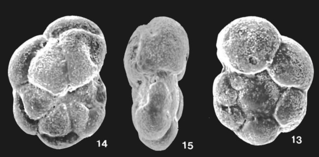Patagiatella milletti (Collins, 1958) Patagiatella milletti (Collins, 1958)