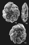 Prionotolegna paeminosa Loeblich & Tappan, 1994