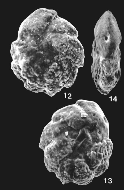 Prionotolegna paeminosa Loeblich & Tappan, 1994