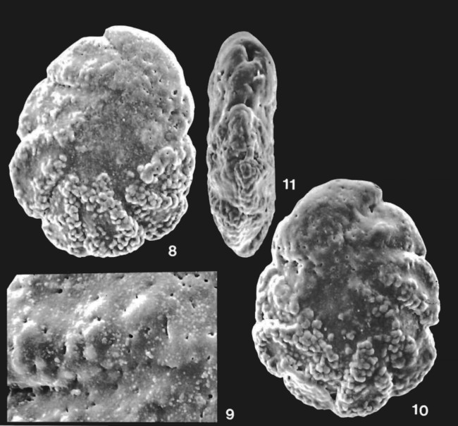 Prionotolegna paeminosa Loeblich & Tappan, 1994