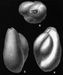 Falsagglutinella byrsa Loeblich & Tappan, 1994
