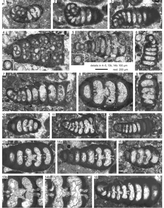 Spirolinella emmae Ferràndez-Cañadell, 2024 Spirolinella emmae Ferràndez-Cañadell, 2024