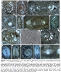 Incompositus involutus Rigaud, Granier & Masse, 2021
