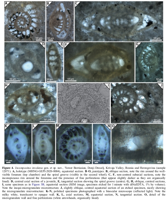 Incompositus involutus Rigaud, Granier & Masse, 2021 Incompositus involutus Rigaud, Granier & Masse, 2021