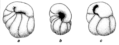 Parkiella gabonica (de Klasz & Rérat, 1962), author: Le Coze, François