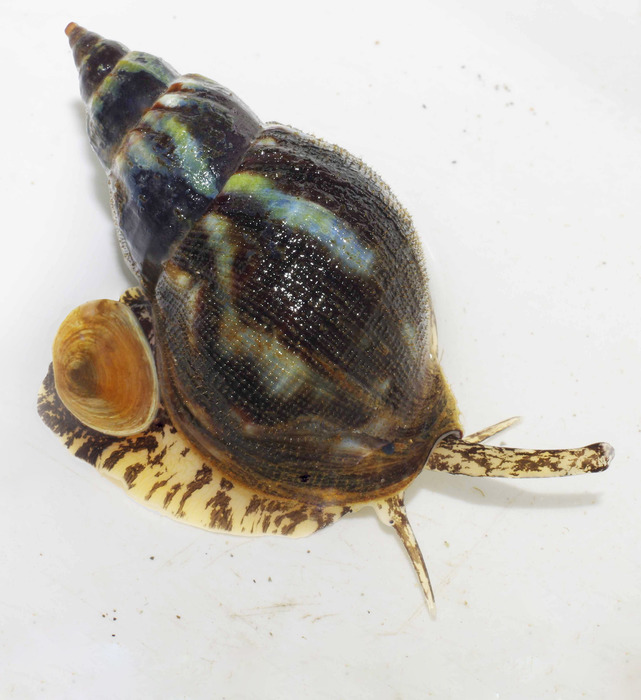 Buccinum cyaneum Bruguière, 1789 -  Kongsfjord (Finnmark - N) 14.08.2018, low tide